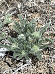 Oreocarya suffruticosa