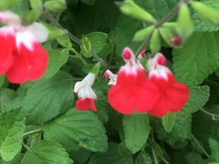 Salvia × jamensis