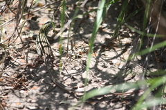 Aspidoscelis laredoensis