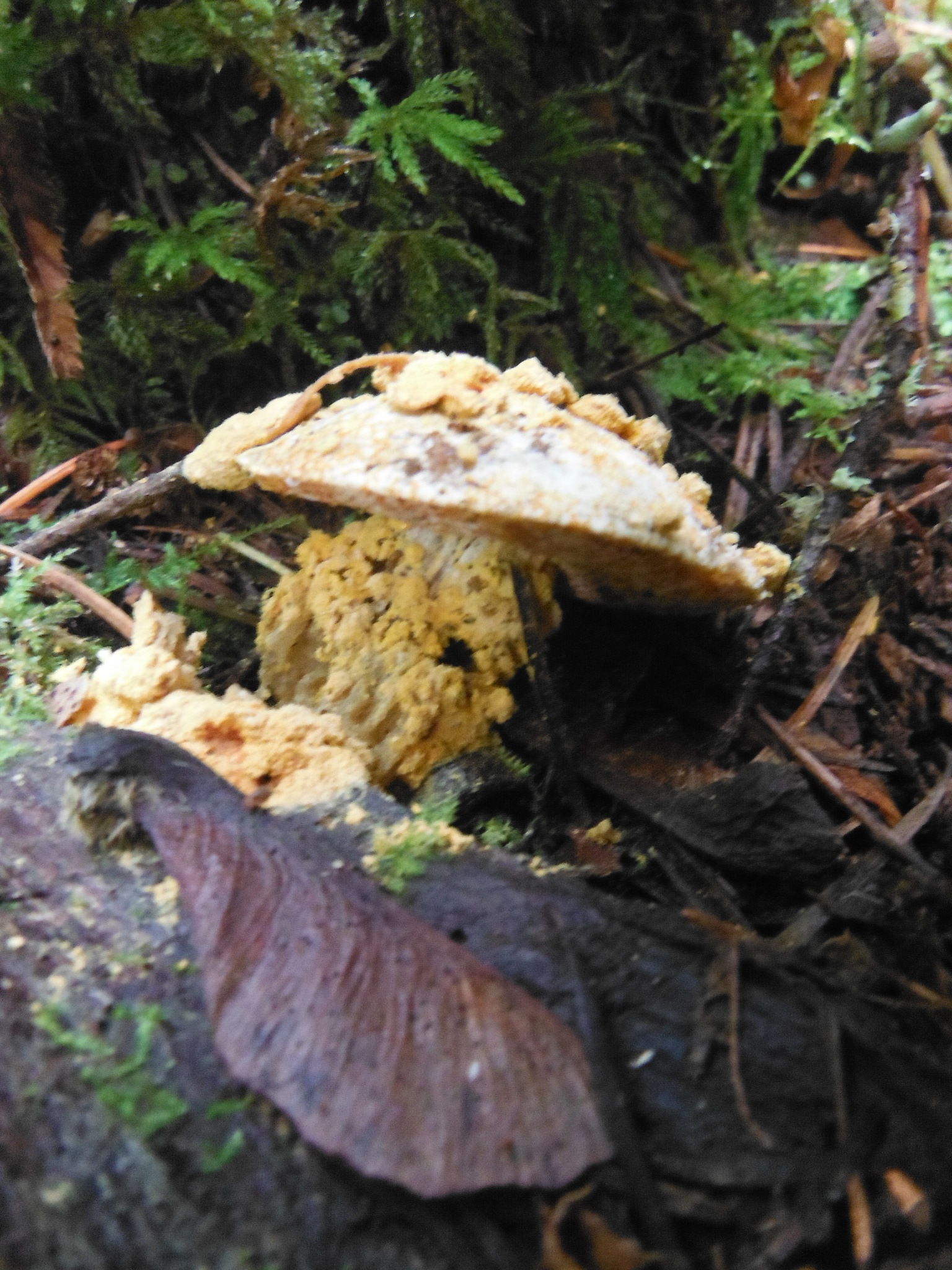 Hypomyces chrysospermus image