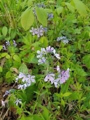 Phlox divaricata laphamii