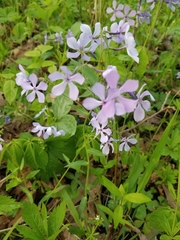 Phlox divaricata laphamii
