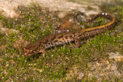 Desmognathus orestes
