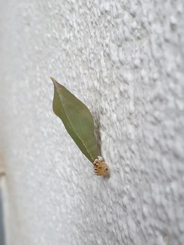 Lemon Migrant photo 4