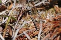 Rhionaeschna californica