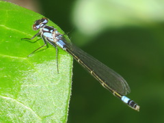 Zoniagrion exclamationis