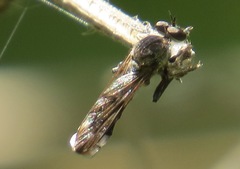 Nicocles