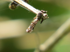 Nicocles