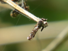 Nicocles