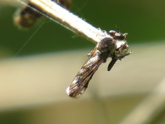 Nicocles