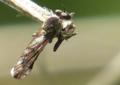 Nicocles