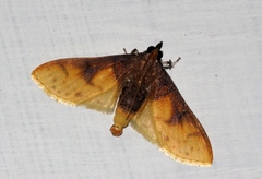 Pachynoa sabelialis