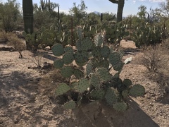 Opuntia engelmannii engelmannii