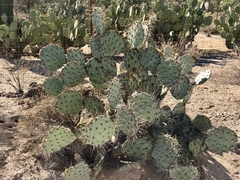 Opuntia engelmannii engelmannii