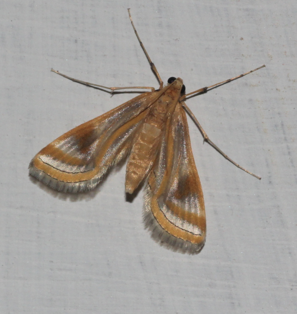 Eoophyla colonialis