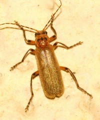Stenothemus