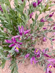 Rhinotropis subspinosa