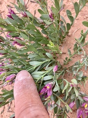 Rhinotropis subspinosa