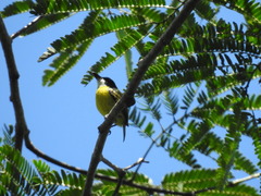 Todirostrum nigriceps