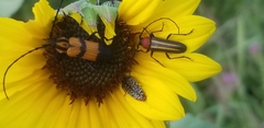 Acmaeodera haemorrhoa