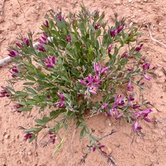 Rhinotropis subspinosa