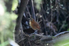 Grallaria flavotincta