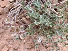 Astragalus desperatus