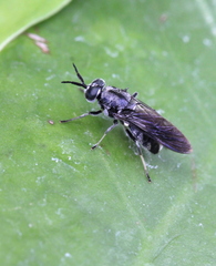 Nigritomyia