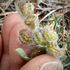 Astragalus desperatus