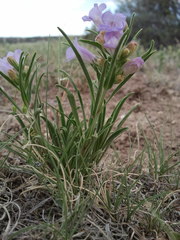 Penstemon auriberbis