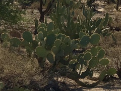 Opuntia engelmannii engelmannii