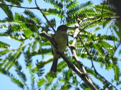 Phyllomyias griseiceps