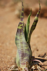 Ledebouria marginata
