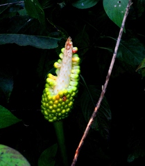 Arisaema murrayi