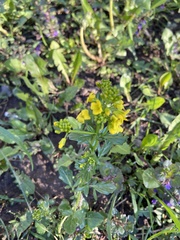 Barbarea vulgaris