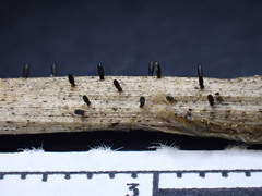 Acrospermum compressum