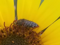 Acmaeodera haemorrhoa