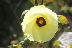 Azanza lampas