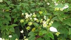 Colignonia