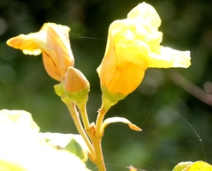 Azanza lampas