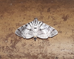 Conchylodes ovulalis