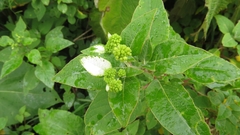 Colignonia
