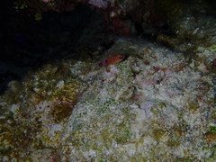 Apogon townsendi