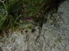 Dusky Cardinalfish photo 5