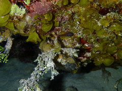 Dusky Cardinalfish photo 4