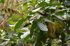 Conirostrum albifrons