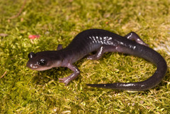 Plethodon montanus