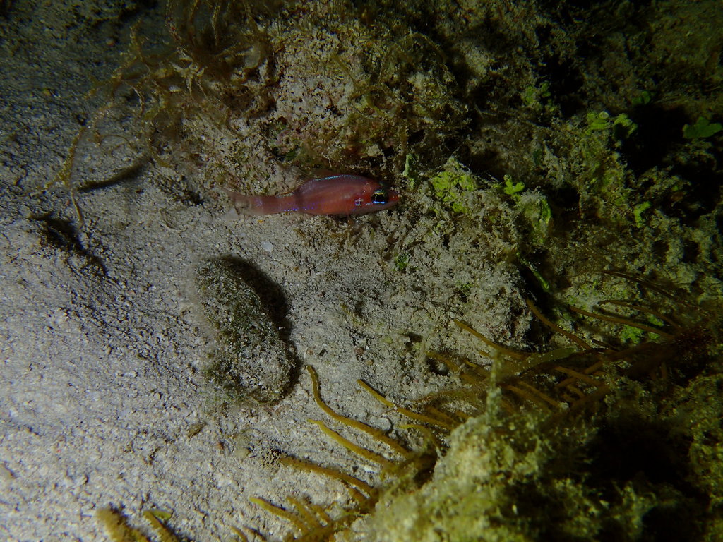 Mimic Cardinalfish