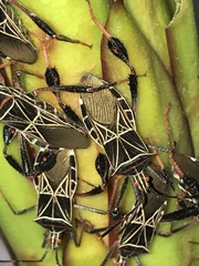 Leptoglossus lineosus
