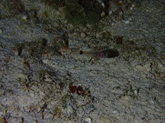 Apogon quadrisquamatus